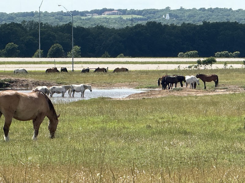 Wild Mustang Observation Lot