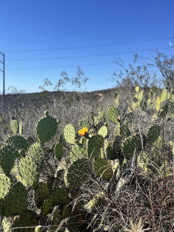 Lizard Trail
