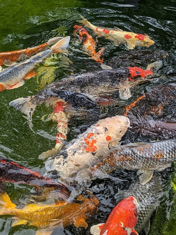 The Koi Garden