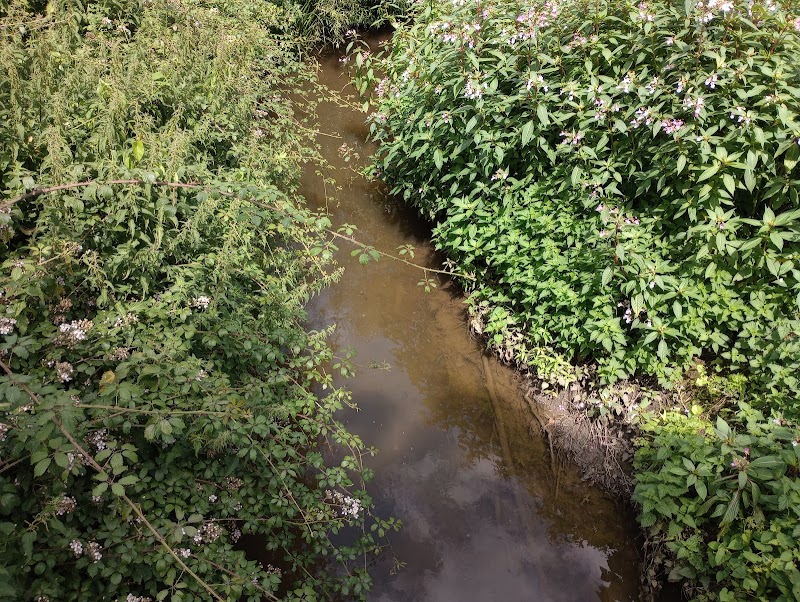 Pages Wood - Thames Chase Woodlands
