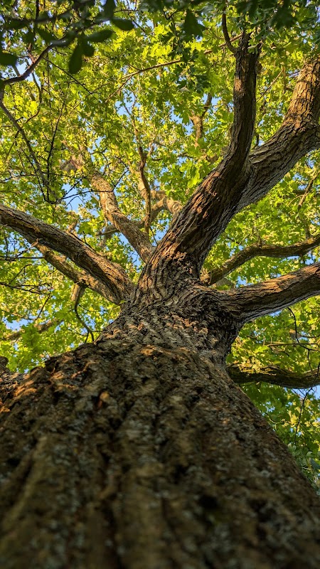 Jolly Moon Forest Garden