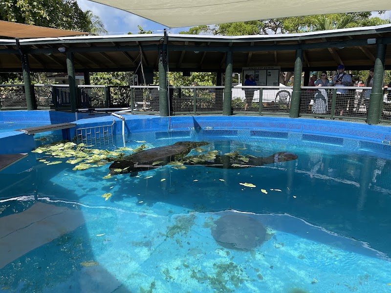 Manatee Exhibit