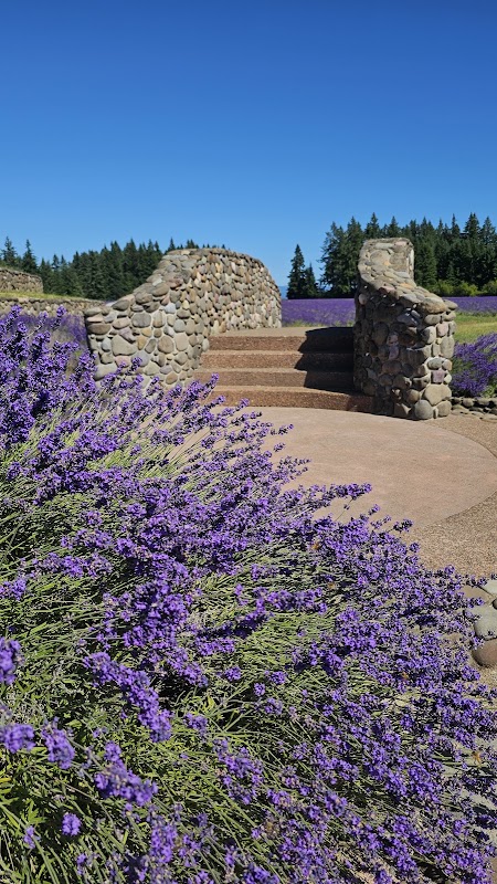 Oregon lavender farm