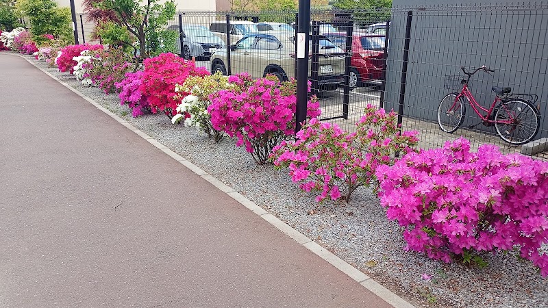 葛飾八幡宮のツツジ