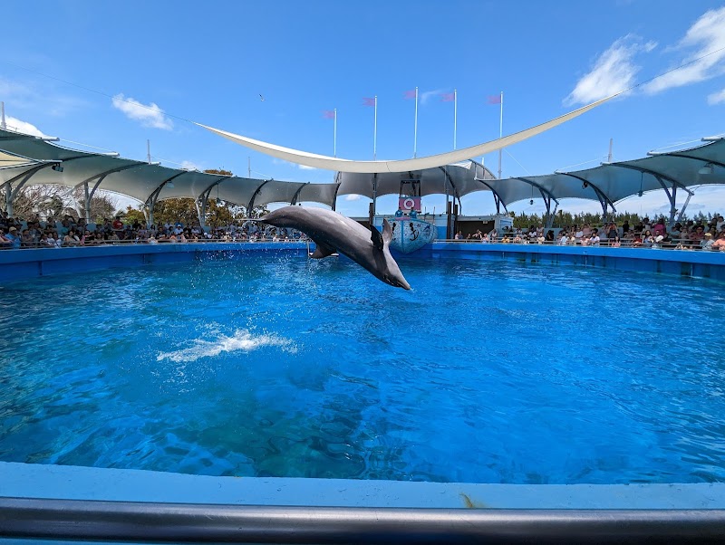 Top Deck Dolphin Show