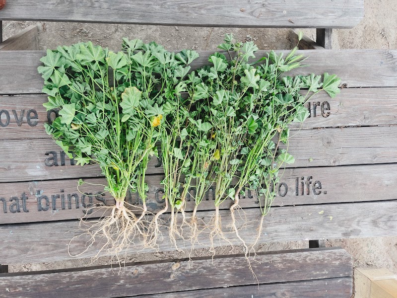 Garcia Center's Community Garden
