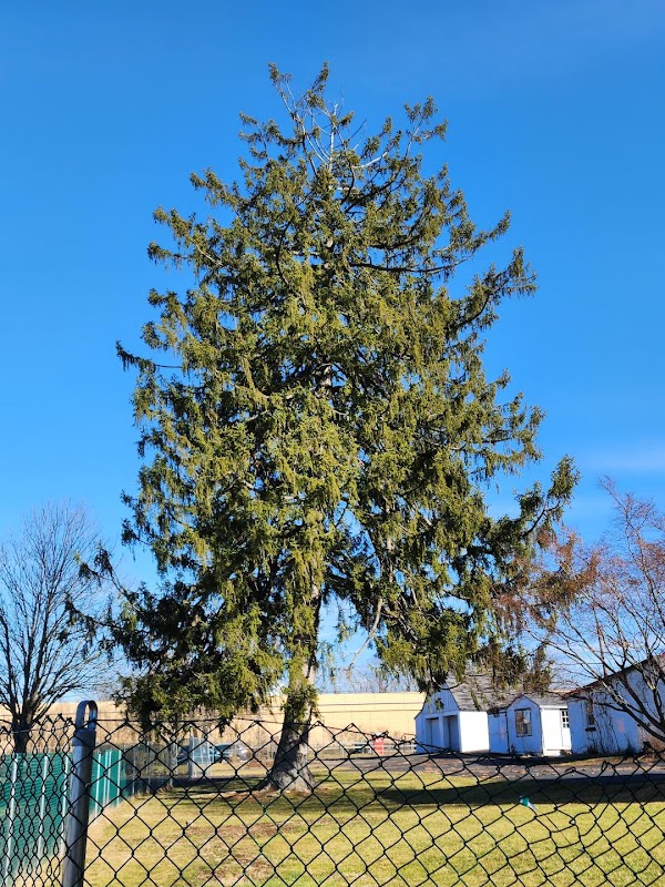 Whitpain Township Heritage Norway Spruce Tree