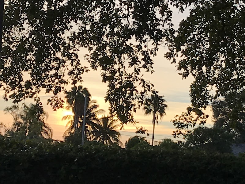 Ingram Pineland Preserve