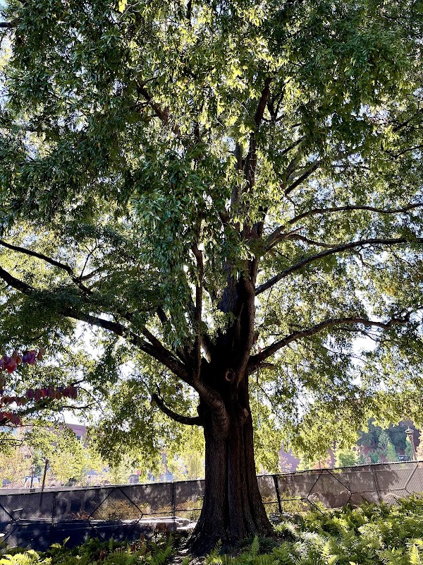 Georgia Tech’s Willow Tree (Possum Tree)