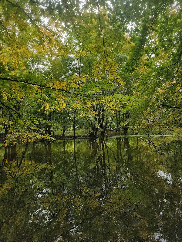 Ho-Ho-Kus Brook Ravine
