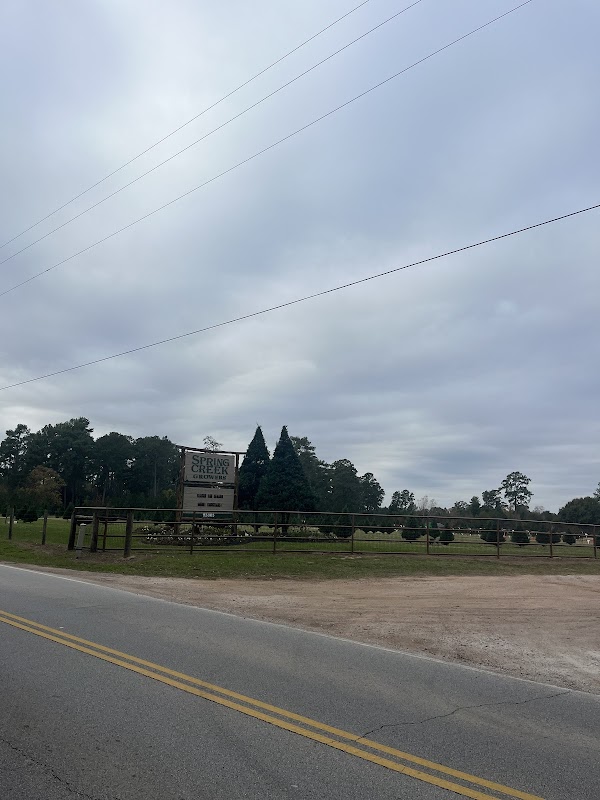 Venta de arbolitos de navidad naturales