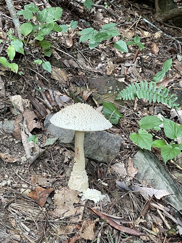 Coal Mining Heritage Park and Loop Trail Parking
