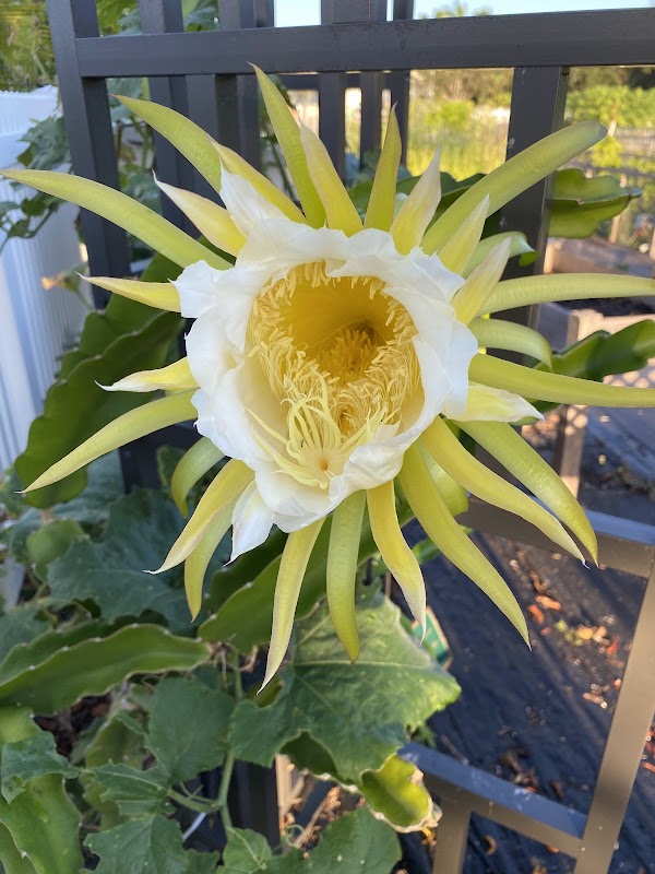 Abacoa Community garden