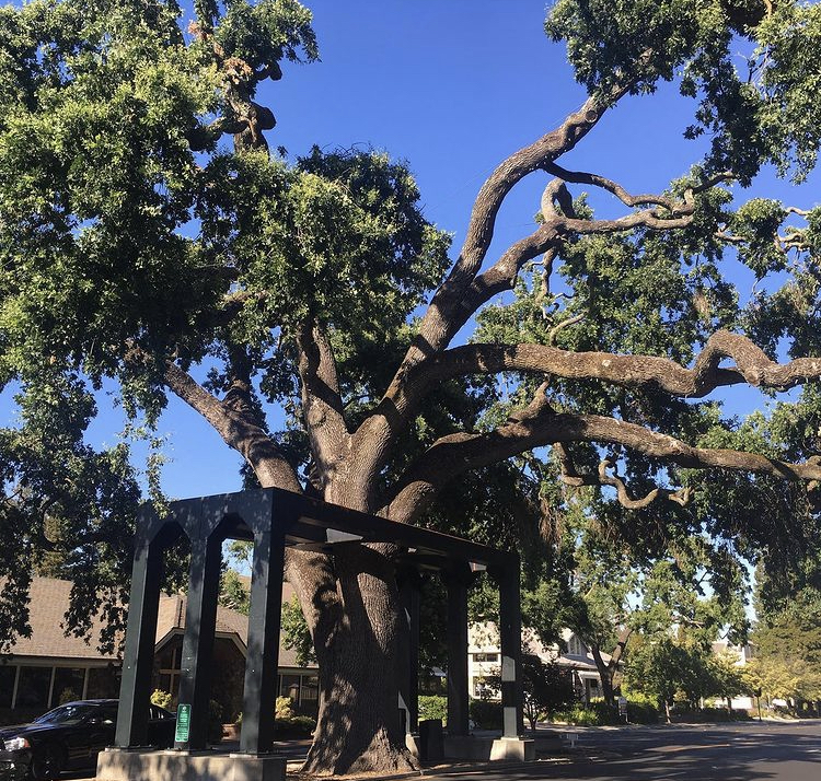 Danville Oak Tree