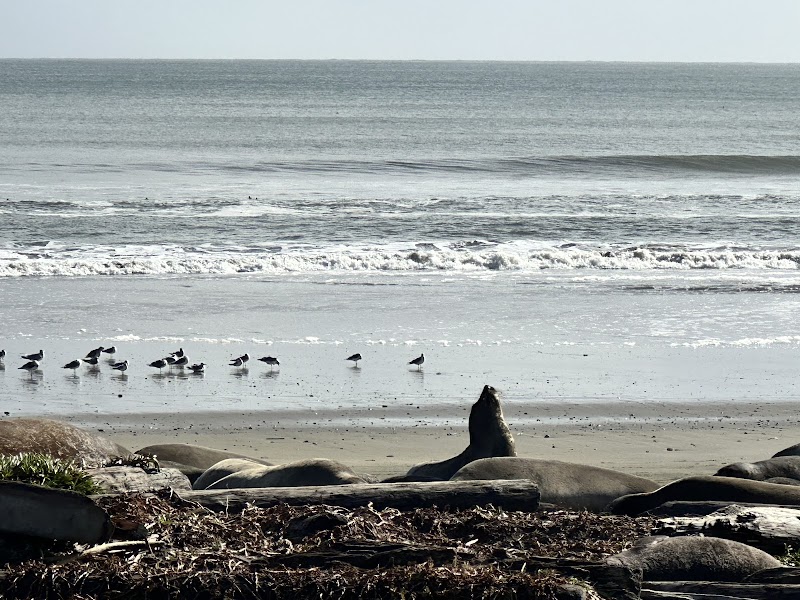Elephant Seal Overlook
