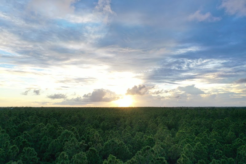 Navy Wells Pineland Preserve
