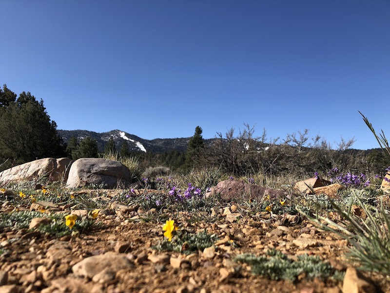 Pebble Plains