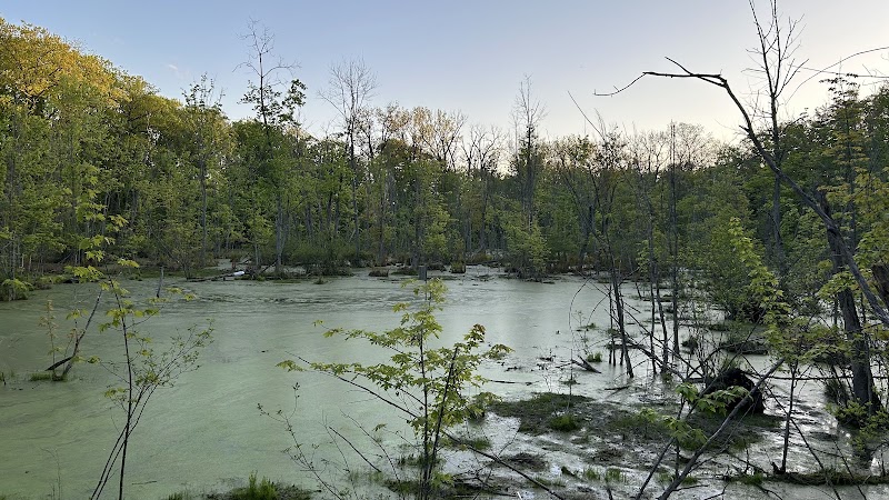 Marsh Overlook