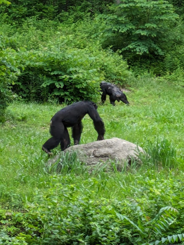 Chimpanzee interpretation center