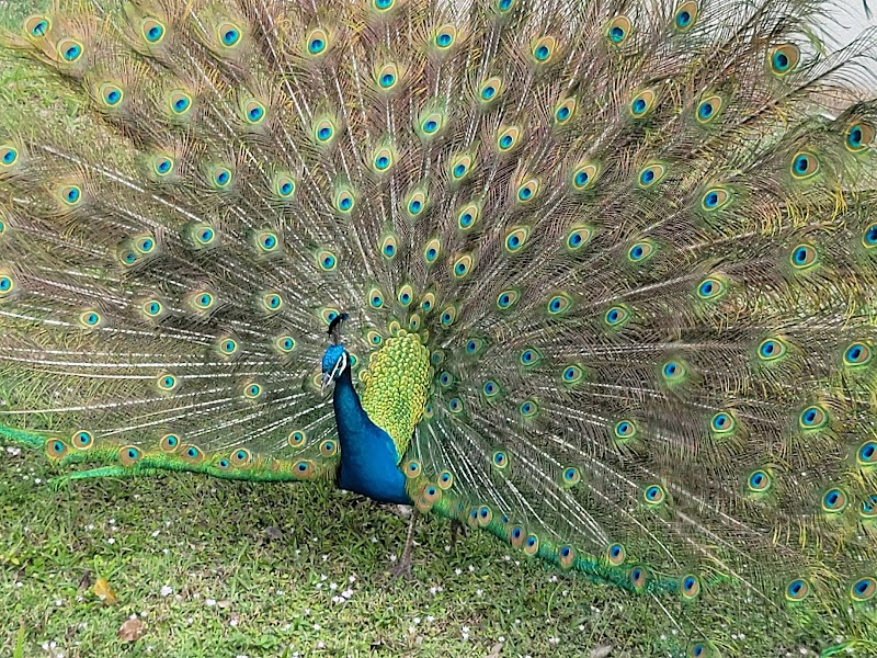 Crandon Park Peacock Shelter