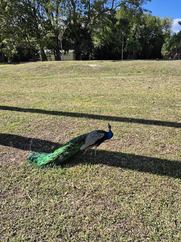 Crandon Park Peacock Shelter