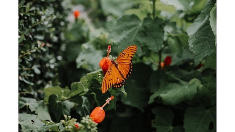 Texas Discovery Gardens at Fair Park