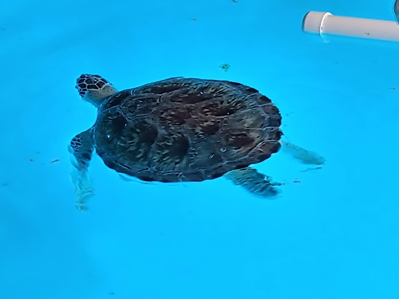 Carpenter House at Hollywood North Beach Park