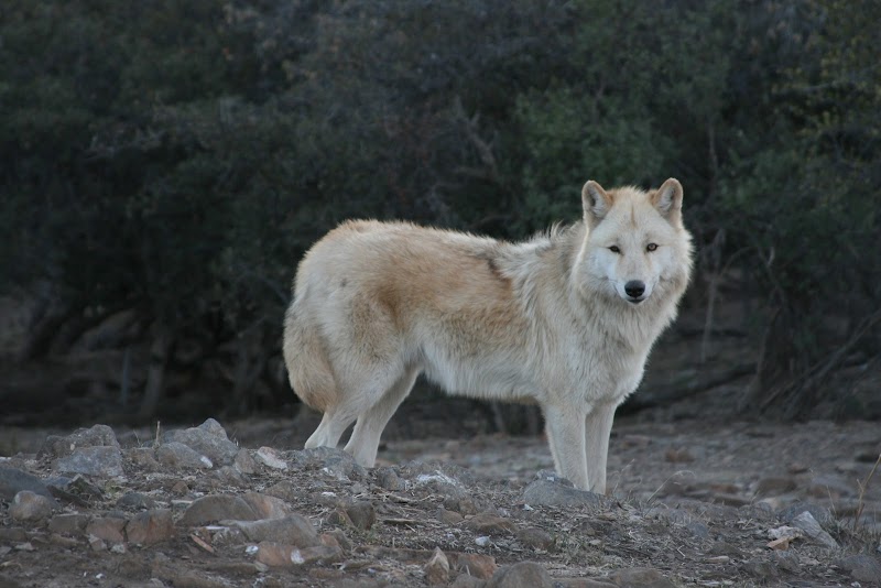 California Wolf Center