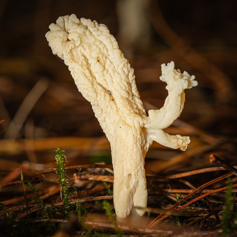 Warburton's Wood Nature Reserve