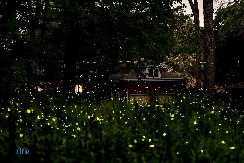 Firefly Preserve