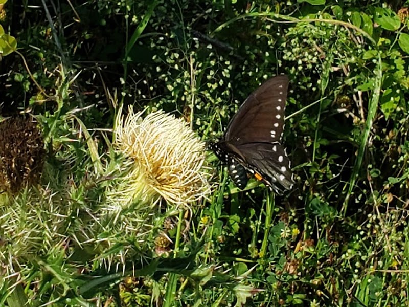 Madell's Meadow