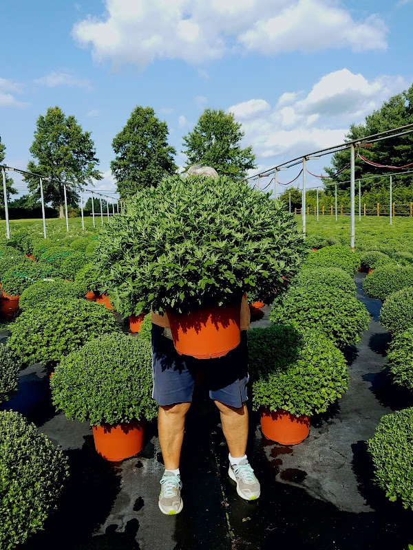 Mensch Greenhouses "Mum Lady"