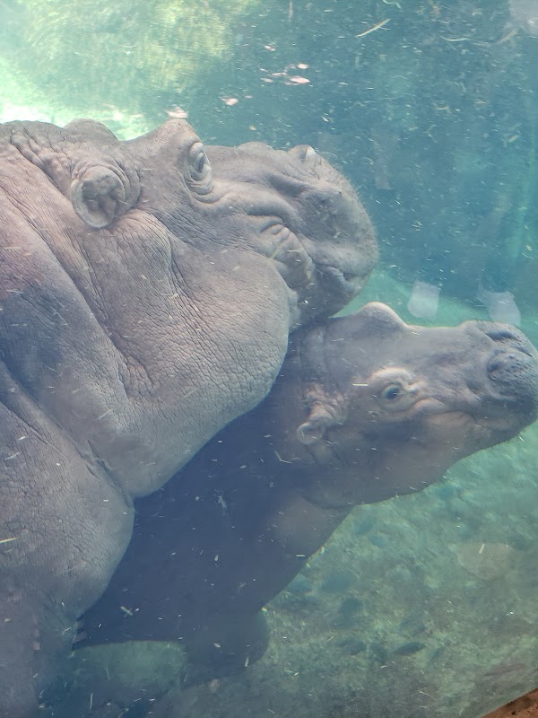 Hippo Cove