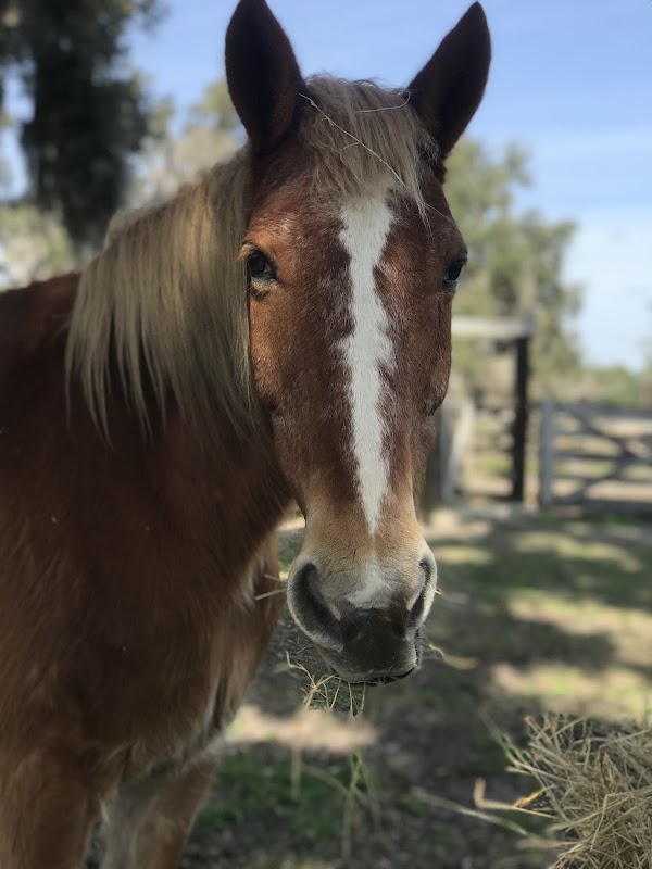 Wagon Trails Ranch Rides by Andalusia Cattle Co