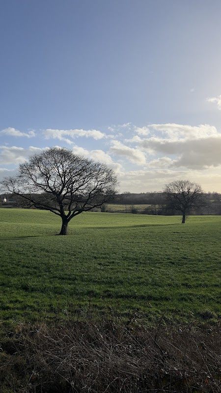 Dansons wood
