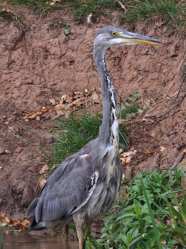 Wardle Canal (UK shortest canal)