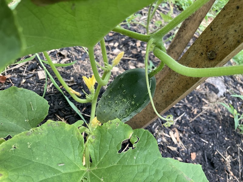 Carrie’s Glen Hazel Garden