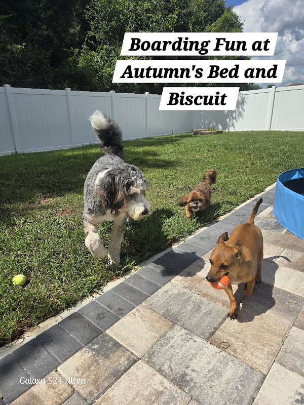Autumn's Bed & Biscuit Pet Sitting Services
