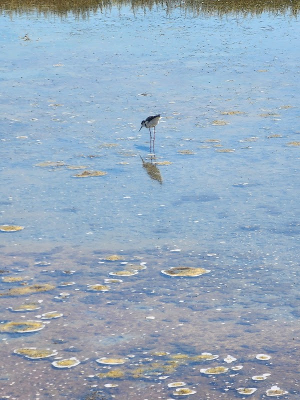 Strawberry Point Wetlands