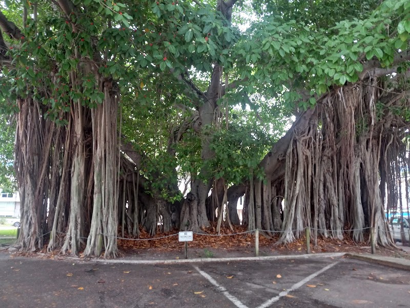 Historic Banyan Tree
