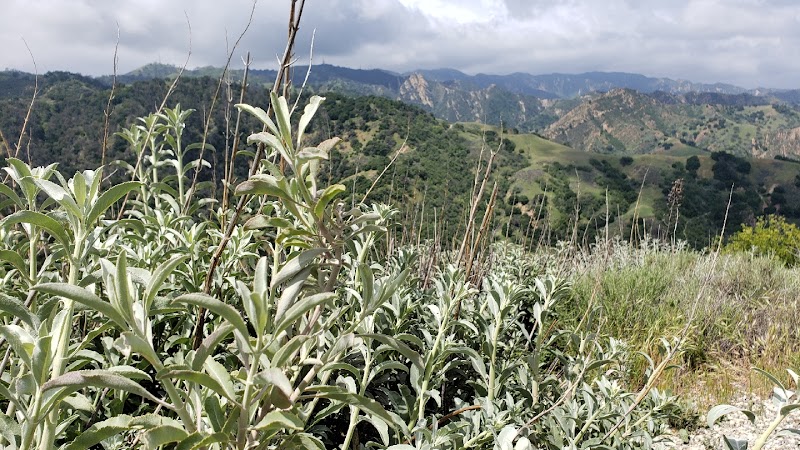 Ed Davis Park at Towsley Canyon
