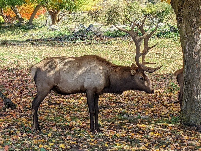 Gaylord's City Elk Park