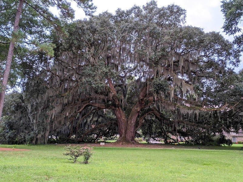 The Majestic Oak Tree