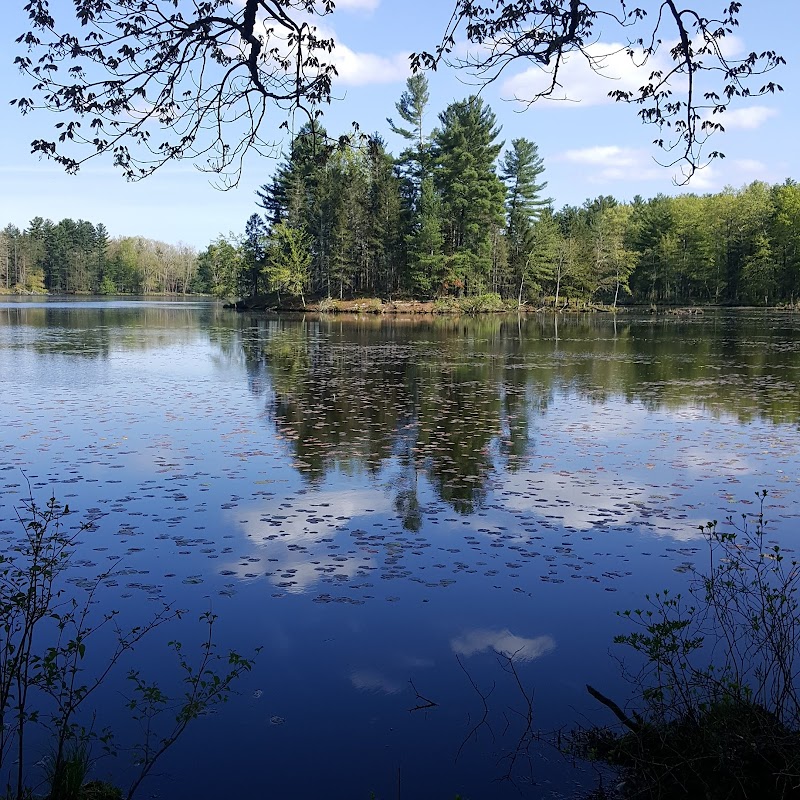 Allanach-Wolf Woodlands