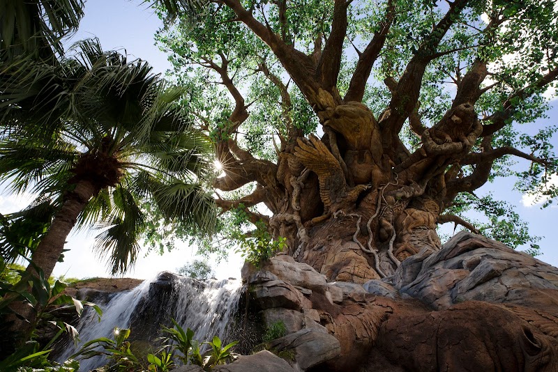 Tree of Life