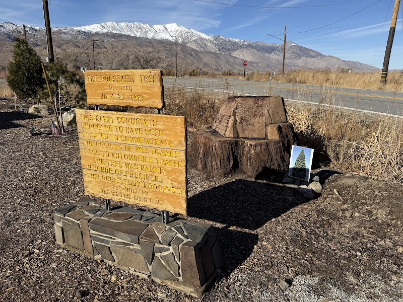 Bristlecone Pine Information and Historic Landmark