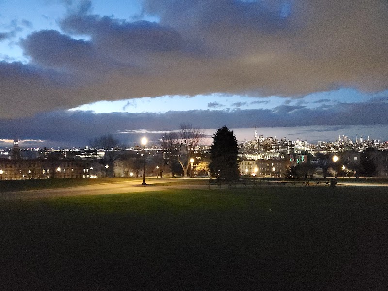 Great Tree - American Elm Sunset Park