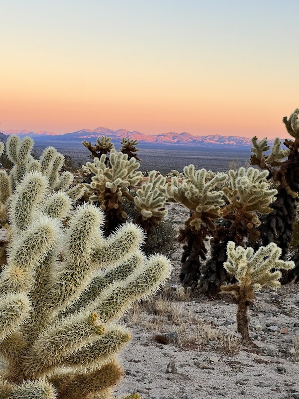 Cholla Cactus Garden
