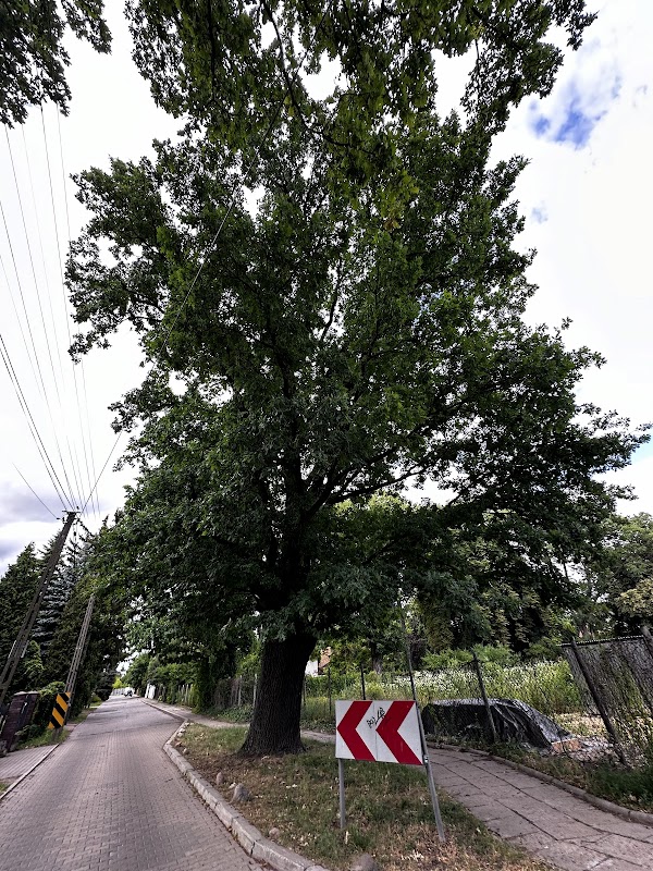 Pomnik przyrody - Dąb szypułkowy