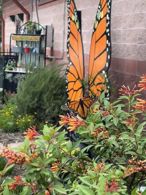 Northdale Butterfly Garden